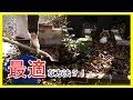 バラの寒肥☆肥料のやり方は個人差が大きい