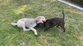 Dynamic Duo: Watch This Staffy Teach A Poodle How To Play!