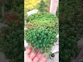 Sedum grass#succulent#evergreen#hardyplant #ytshorts 🪴🪴