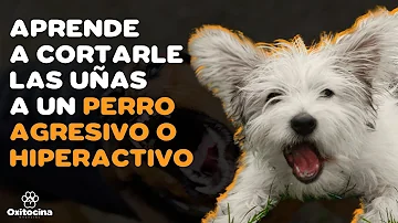 ¿Cómo puedo cortarle las uñas a mi perro agresivo?