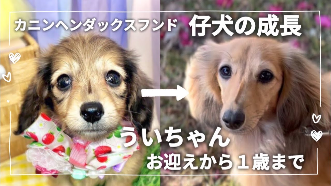 【わんこの成長】ういちゃん・パピーから成犬になるまで🐶#犬のいる暮らし #カニンヘンダックス #ダックスフンド