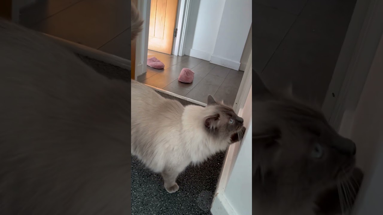 #cutecat #cute #cat #adorable