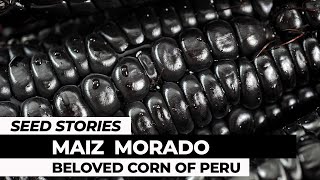 SEED STORIES | Maiz Morado: Beloved Corn Of Peru