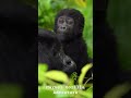 Gorilla trekking adventure into the wild bwindi forest gorillatrekking bwindi wildlife uganda