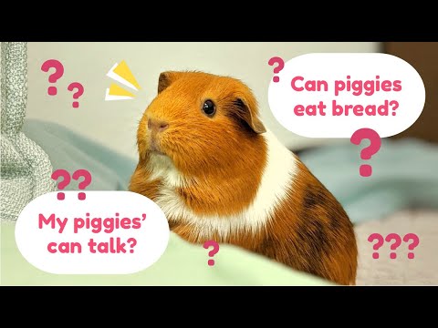 all-your-guinea-pig-questions-answered-|-q&a-part-2-|-guineadad