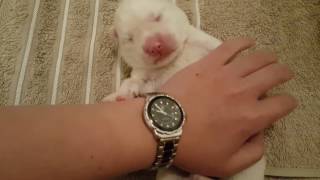 2 Days Old White Husky Puppy & Her Mummy