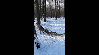 We saved a buck entangled with a dead buck's antlers