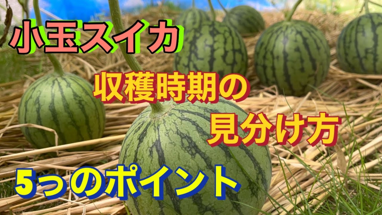 【小玉スイカ🍉栽培】収穫時期の見分け方、5っのポイント、