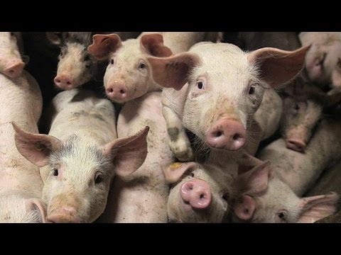 Vídeo: A China comprou alimentos de Smithfield?