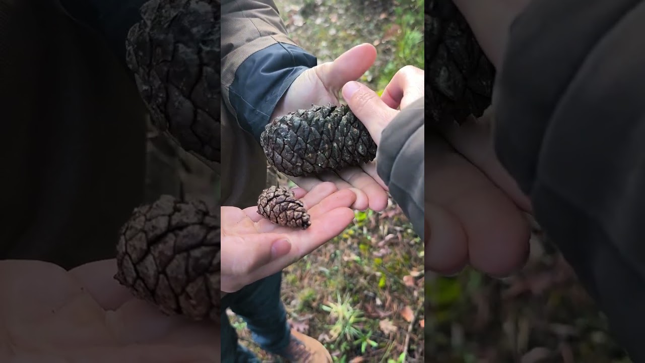 PINAR SORIANO (PLANTACIÓN FORESTAL con APROVECHAMIENTO MADERERO y RESINERO)