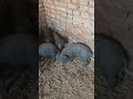 The Most Adorable Piglets 🐷🥰 Best Video #fyp #viral #shorts #pig #animals #rurallife #farmlife