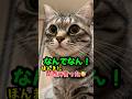 完璧なツッコミした猫‼️ガチで喋ったピノちゃま #喋る猫