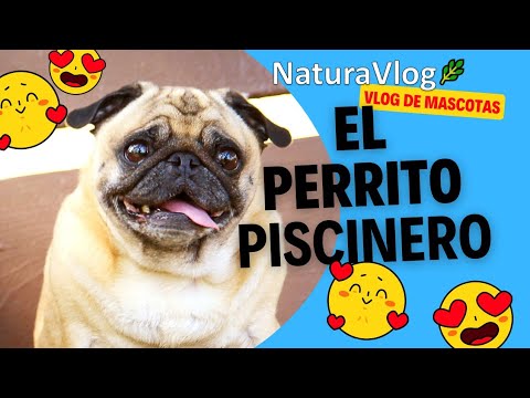 El perro quiere piscina 🥰🐾🤣 El perro quiere piscina 🥰🐾🤣