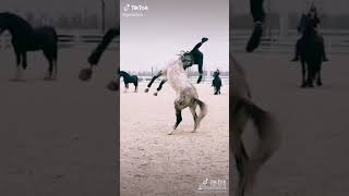 دیمەنێ زۆ جوانی ئەسپ.
