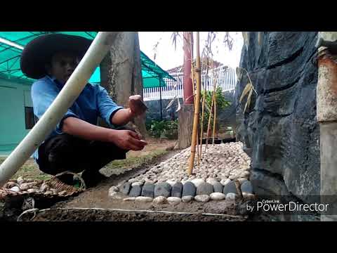 Video: Dichondra Dalam Desain Taman