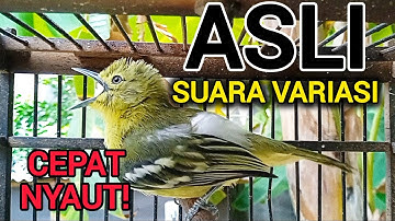 SUARA SIRTU GACOR VARIASI ASLI AMPUH UNTUK PIKAT PANCINGAN SIRTU AGAR BUNYI