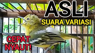 SUARA SIRTU GACOR VARIASI ASLI AMPUH UNTUK PIKAT PANCINGAN SIRTU AGAR BUNYI