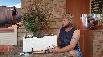 Spring prunus Bonsai prune and Snake, Aussie Bonsai Bloke