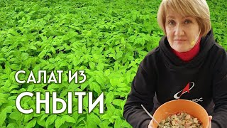 Салат из сныти