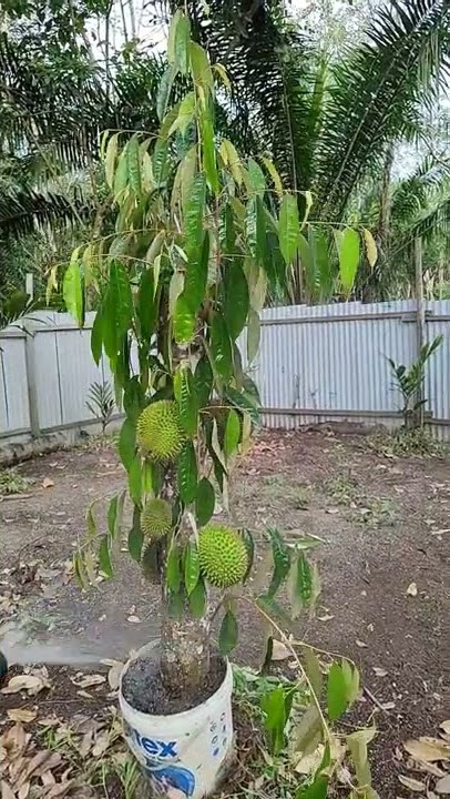 Tanam Durian Di Dalam Pot