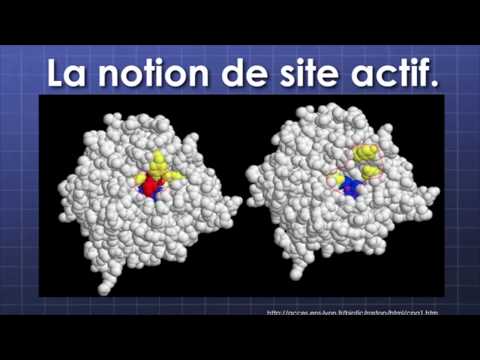 action enzymatique environnement et Programme génétique