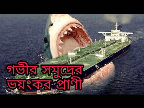 ভিডিও: একটি করাত মাছ কি আপনাকে মেরে ফেলতে পারে?