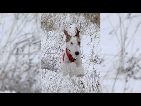 Video: Toy Fox Terrier Cane Di Razza Ipoallergenico, Salute E Durata Della Vita