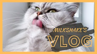 Butterfly Hunting Goes Wrong | Milkshake The Cat Vlog #5