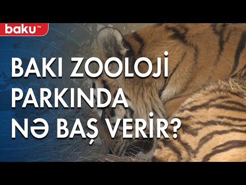 Video: Niyə Ev Heyvanlarımız əvvəlkindən Daha Kökdür?