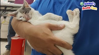 My life will probably end here! Poor kitten desperately waits for a tearful ending by ANIMAL'S HEALTH CARE 5,263 views 13 days ago 10 minutes, 43 seconds