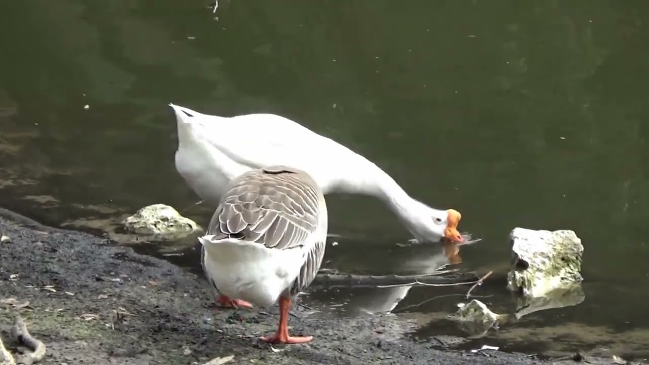 Texas Duck Pond - Geese_19🎼Goose Sounds