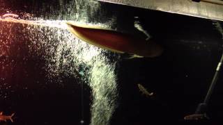 Red tail barracuda Feeding