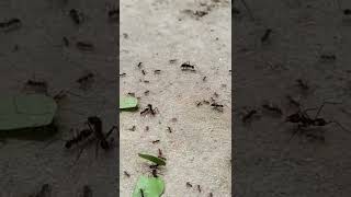 Hormigas trabajando (Loreto, Perú)