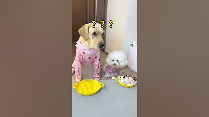 【旺仔很忙🐶Wangzai is busy】狗子：好东西都是自己争取的。。。All the good stuffs  are earned by myself!