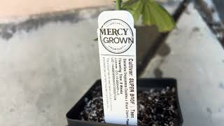 SUPER BOOF Clone added to the Summer Outdoor California Bay Area Grow
