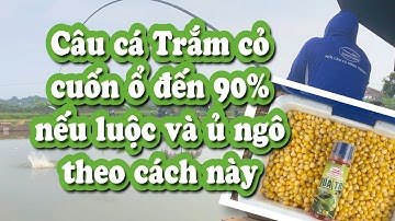 Hướng dẫn luộc & ủ ngô đúng cách để câu cá trắm cỏ đạt hiệu quả cao nhất,  tỷ lệ cuốn ổ lên đến 90%