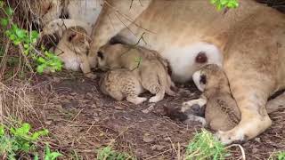 Amazing Lion Giving Birth To Four Cubs In The Wild | Baby Lion So Cute
