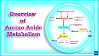 2: Overview of Amino Acids Metabolism | Amino Acid Metabolism | Biochemistry |N'JOY Biochemistry