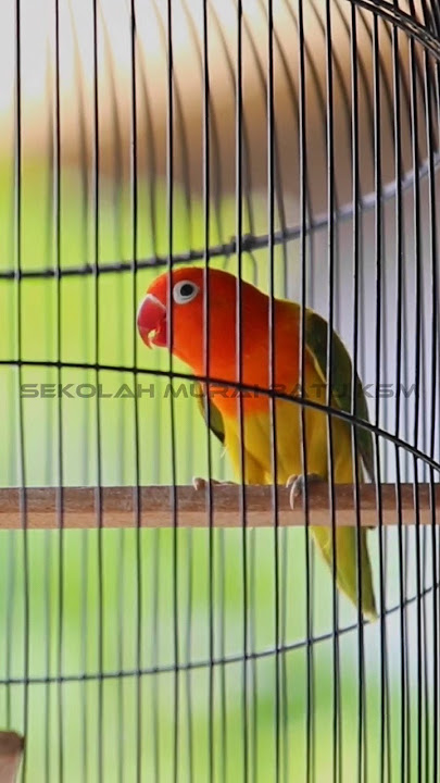 LOVE BIRD ISIAN CILILIN COKLAT GACOR