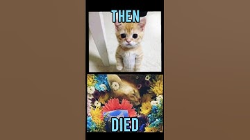 Famous Cats memes(Then vs Now) #meme #memes #nostalgia #catmemes
