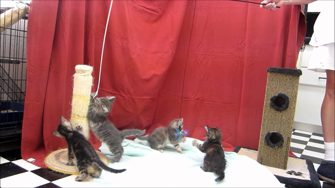 Jewel litter, kittens for adoption at Me Not Animal Shelter