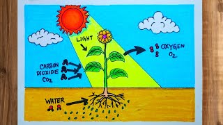 How to Draw Photosynthesis Process Diagram / Photosynthesis Diagram Easy