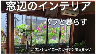 バラを窓辺のインテリアとグリーンカーテンに！