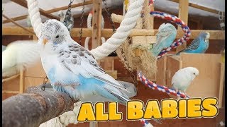 My Aviaries Today 31st July 2019 - All New Babies and More by Budgie and Aviary Birds 19,933 views 4 years ago 13 minutes, 33 seconds