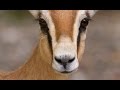 Les gazelles dorcas  documentaire animalier