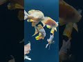 Beautiful smooth 60 fps fish