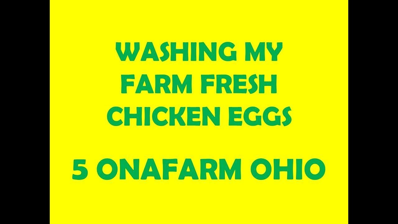 YES I DO WASH MY FARM FRESH EGGS!--5 ONAFARM Ohio Homesteading - YouTube