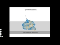 Microbio 214 SU Quorum Sensing - YouTube