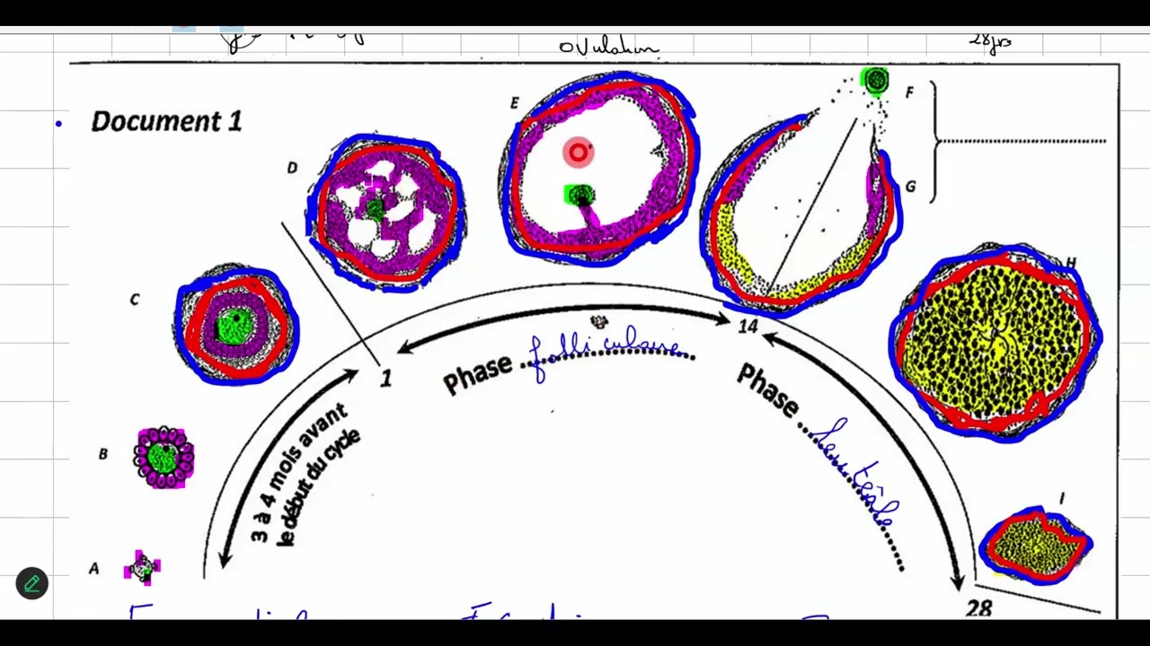 🌺 SVT Bac 2026 – Le cycle ovarien résumé avec schémas et explications simples