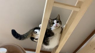 3.8cmの幅があれば歩ける猫